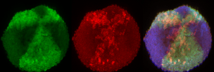 Optogenetic patterning of morphogen gradients in zebrafish embryos